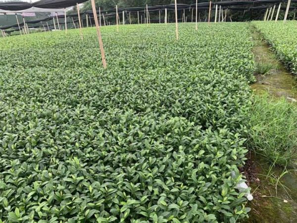 馬鞍山川茶茶苗-種植技巧綠茶茶苗