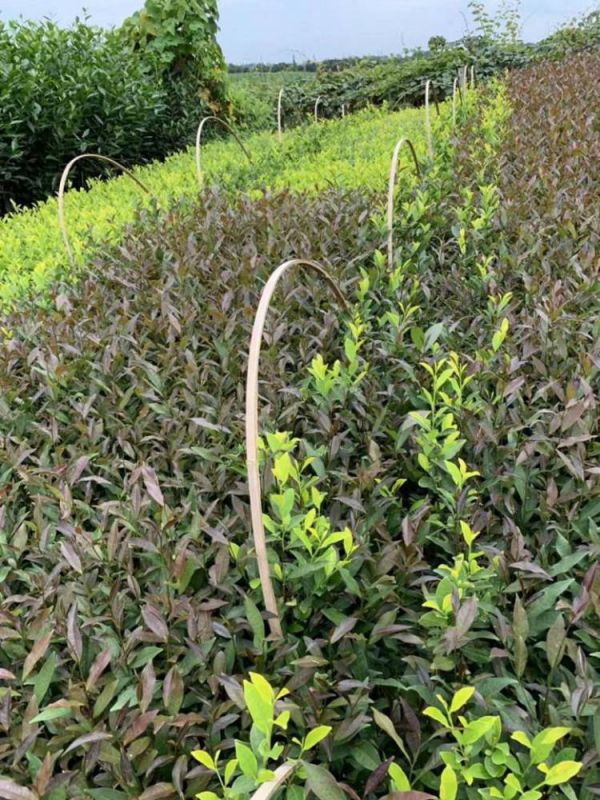 馬鞍山川茶茶苗-種植技巧綠茶茶苗