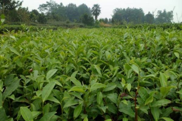 馬鞍山川茶茶苗-種植技巧綠茶茶苗