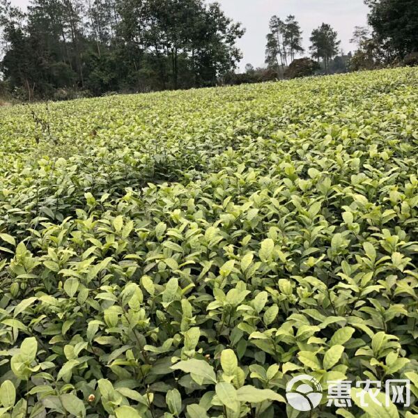 绿茶树苗 实生苗 0.5~1米 