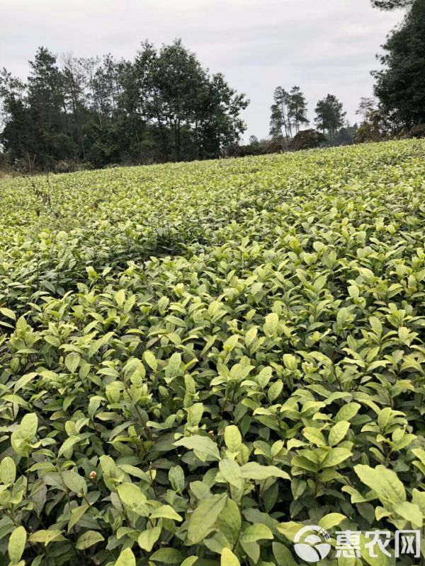 绿茶树苗 实生苗 0.5~1米 