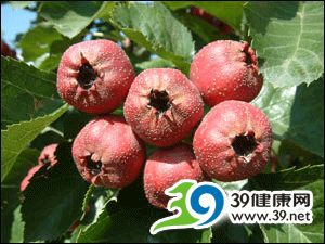 养胃促消化首选山楂肉