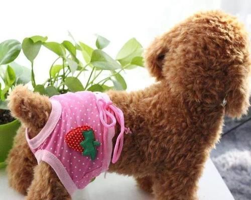 母犬的例假周期及相关注意事项（了解母犬月经周期的重要性及养护注意事项）