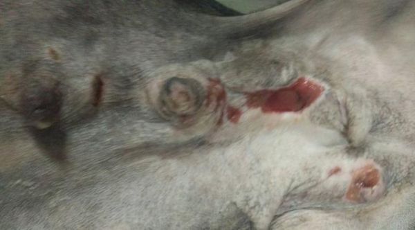 母犬的例假周期及相关注意事项（了解母犬月经周期的重要性及养护注意事项）