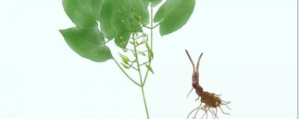 淫羊藿怎么服用 淫羊藿食用方式介紹