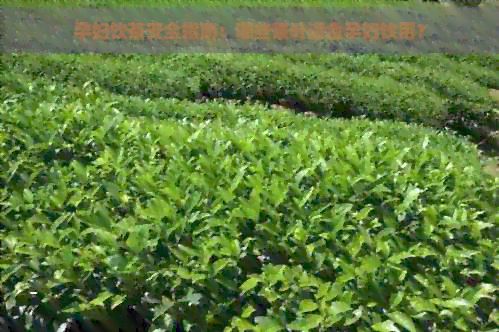 孕妇饮茶安全指南：哪些茶叶适合孕妇饮用？