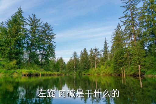  左旋 肉碱是干什么的