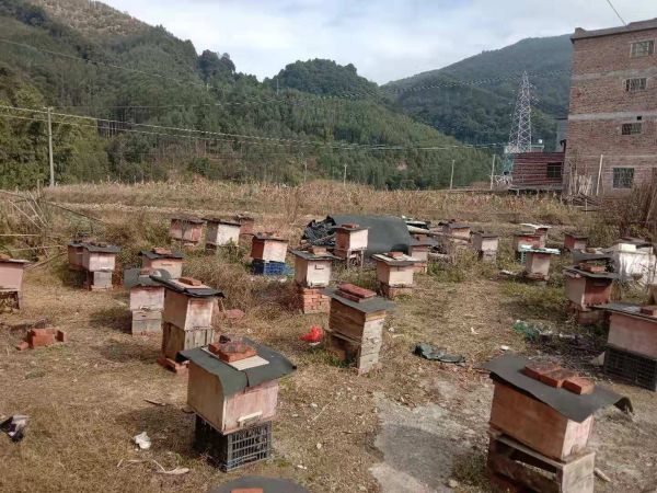 蜂蜜营养价值展示图