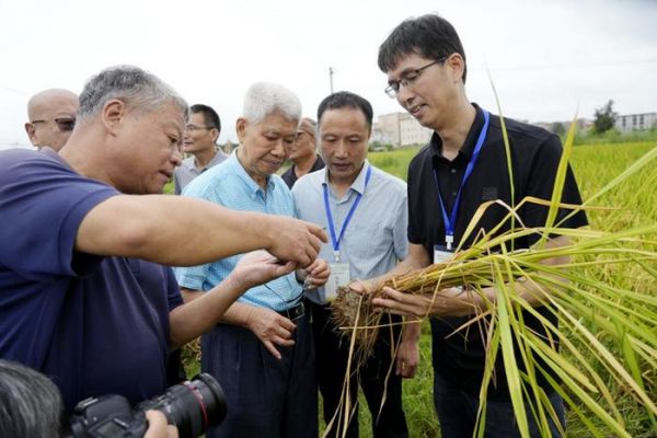 刘国坤教授（右一）向谢联辉院士（左二）展示示范田水稻。受访者供图