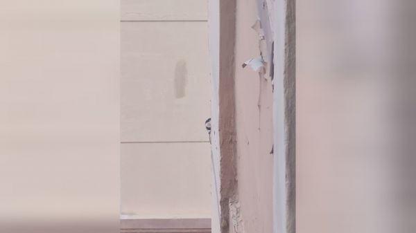 不到6点就被啄木鸟叫醒，这是啄木鸟不？