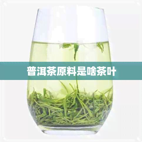 普洱茶原料是啥茶叶