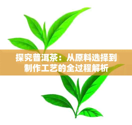 探究普洱茶:从原料选择到制作工艺的全过程解析