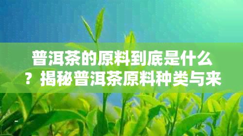 普洱茶的原料到底是什么?揭秘普洱茶原料种类与来源