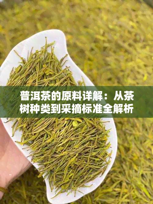 普洱茶的原料详解:从茶树种类到采摘标准全解析