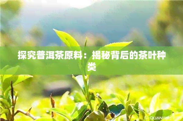 探究普洱茶原料:揭秘背后的茶叶种类