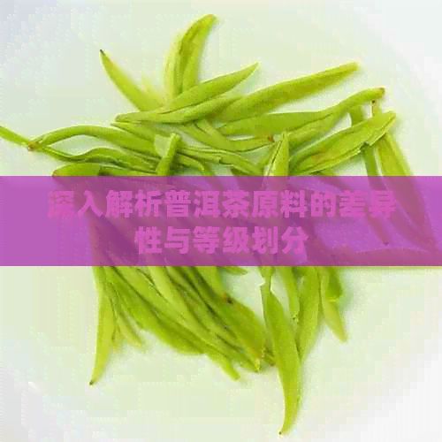 深入解析普洱茶原料的差异性与等级划分