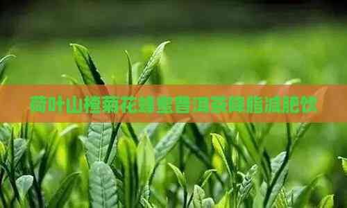 荷叶山楂菊花蜂蜜普洱茶降脂减肥饮