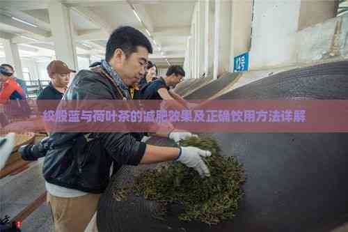绞股蓝与荷叶茶的减肥效果及正确饮用方法详解
