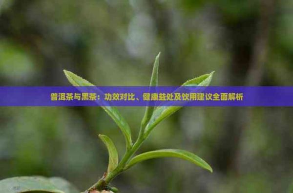 普洱茶与黑茶：功效对比、健康益处及饮用建议全面解析