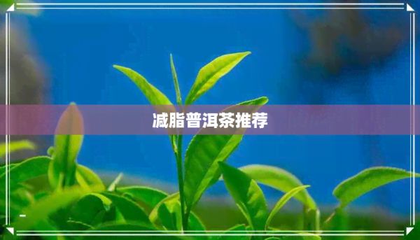 减脂普洱茶推荐