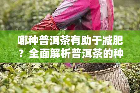 哪种普洱茶有助于减肥？全面解析普洱茶的种类与减肥效果