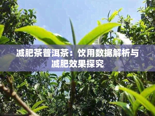 减肥茶普洱茶：饮用数据解析与减肥效果探究
