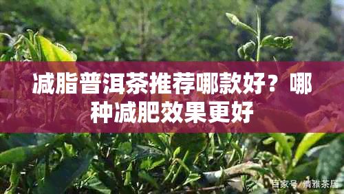 减脂普洱茶推荐哪款好？哪种减肥效果更好