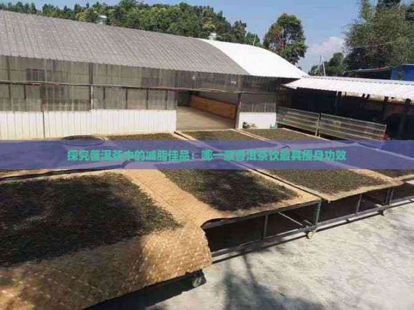 探究普洱茶中的减脂佳品：哪一款普洱茶饮更具瘦身功效