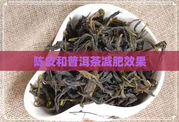 陈皮和普洱茶减肥效果