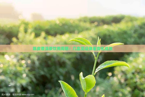 陈皮普洱茶饮用周期：几盒见证体重变化成效