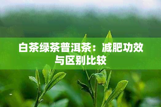 白茶綠茶普洱茶：減肥功效與區(qū)別比較