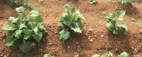 雪莲果的种植条件和方法