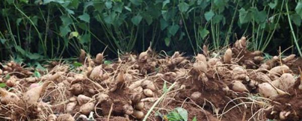 雪莲果怎么种植，种植时间以4月为佳