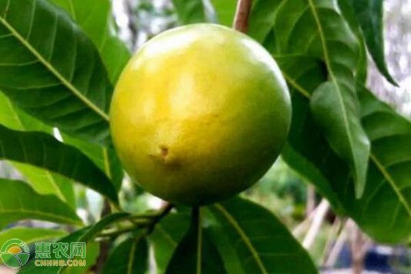 黄晶果的种植管理技术-图片版权归惠农网所有