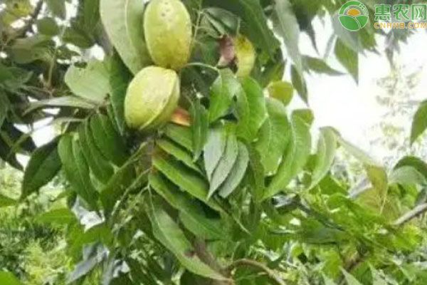碧根果的种植条件和繁殖方法-图片版权归惠农网所有