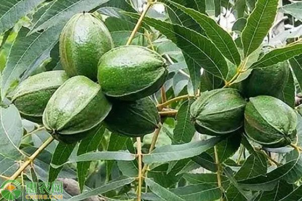 碧根果的种植条件和繁殖方法-图片版权归惠农网所有