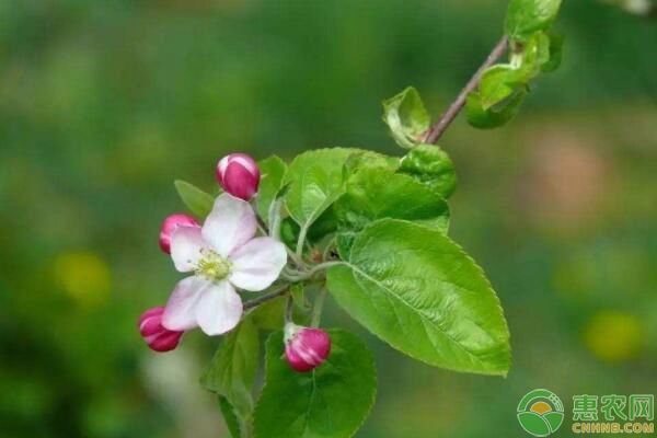 果树种植栽培要点及果树栽培管理中常见问题-图片版权归惠农网所有