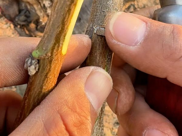 无核荔枝苗嫁接操作图