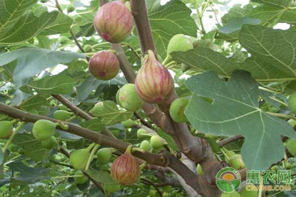 绿色无污染的无花果高效种植技术-图片版权归惠农网所有