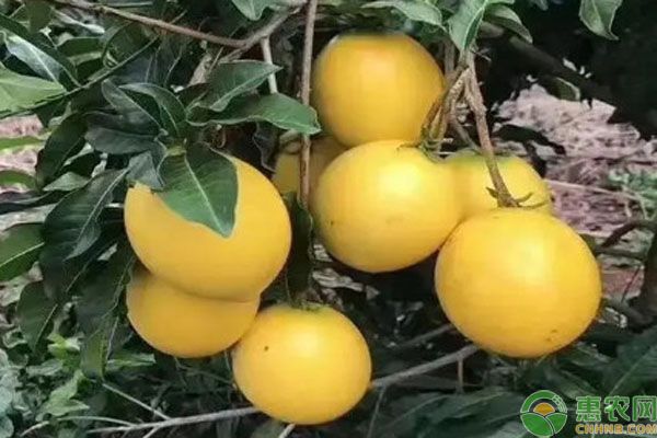 黄晶果的种植方法-图片版权归惠农网所有