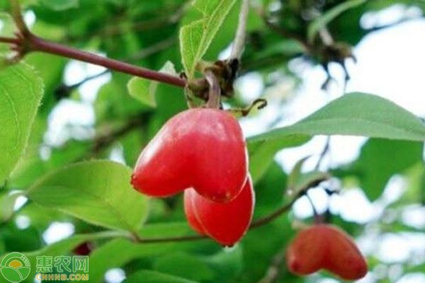 杈杷果种植时间及方法-图片版权归惠农网所有