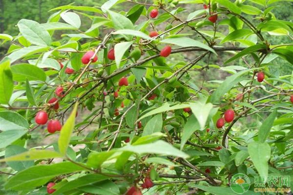 杈杷果种植时间及方法-图片版权归惠农网所有