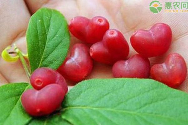 杈杷果种植时间及方法-图片版权归惠农网所有