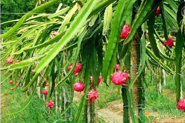 火龙果种植技术与栽培技术-图片版权归惠农网所有