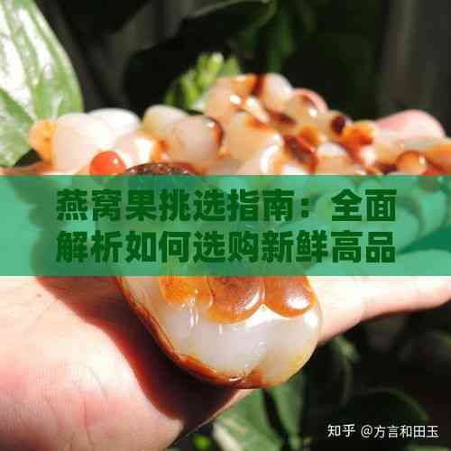 燕窝果挑选指南：全面解析如何选购新鲜高品质燕窝果