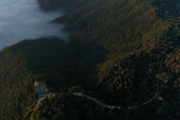 景邁山古茶林