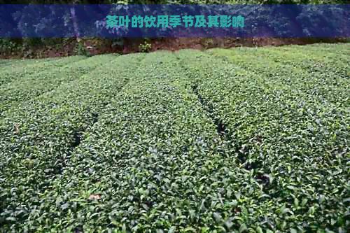 茶叶的饮用季节及其影响