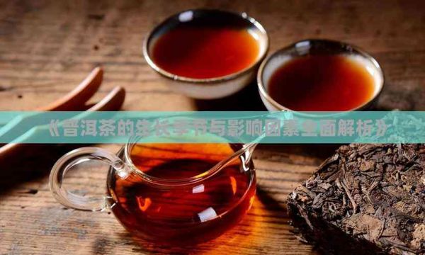 《普洱茶的生长季节与影响因素全面解析》
