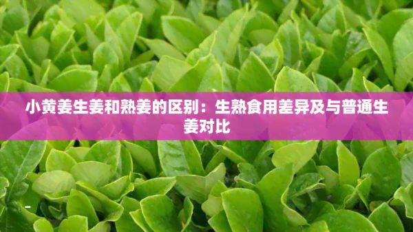 小黄姜生姜和熟姜的区别:生熟食用差异及与普通生姜对比