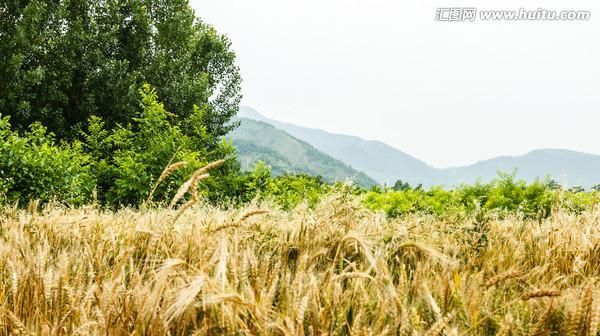 玉麥——藏區(qū)重要農(nóng)作物的探索（以“藏藥之王”為核心的高原糧食種植）